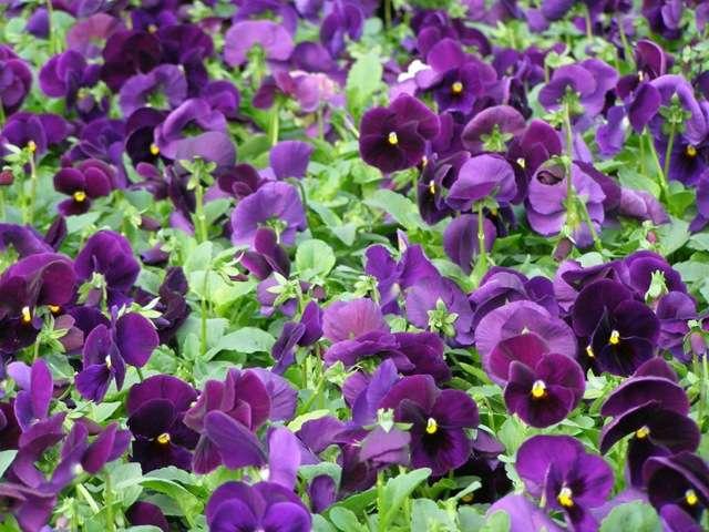 Pansy - Purple 