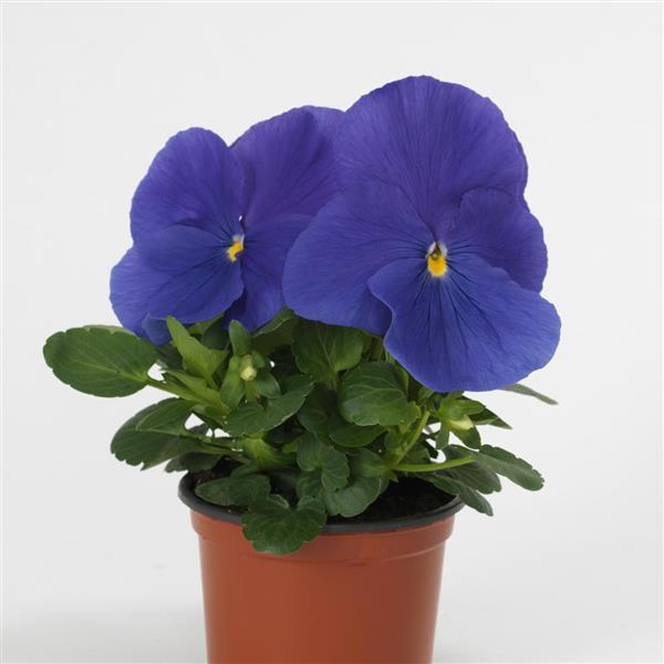 Pansy - Blue (True Blue) 