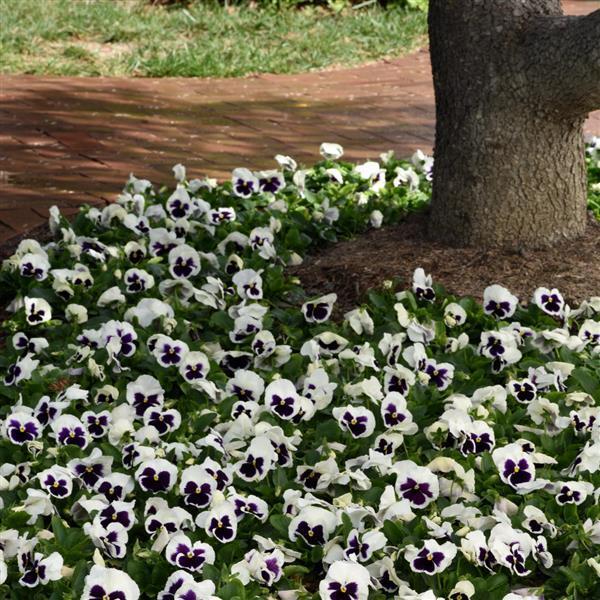 Pansy - White Blotch 