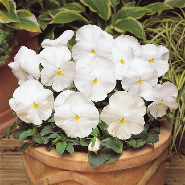 Pansy - White 