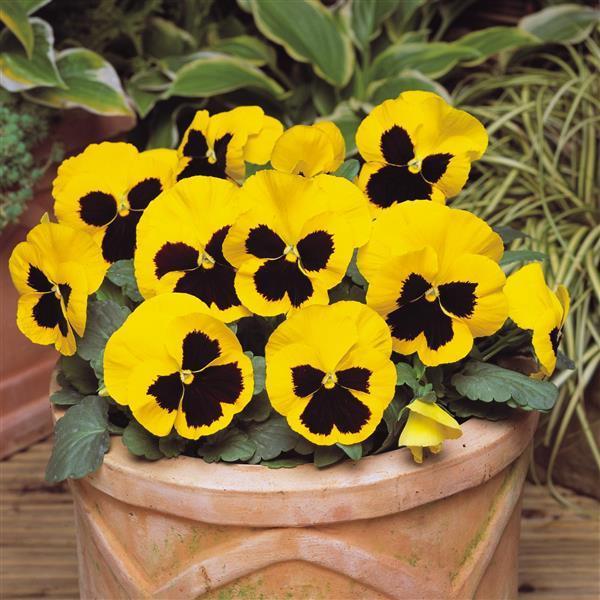 Pansy - Yellow Blotch 