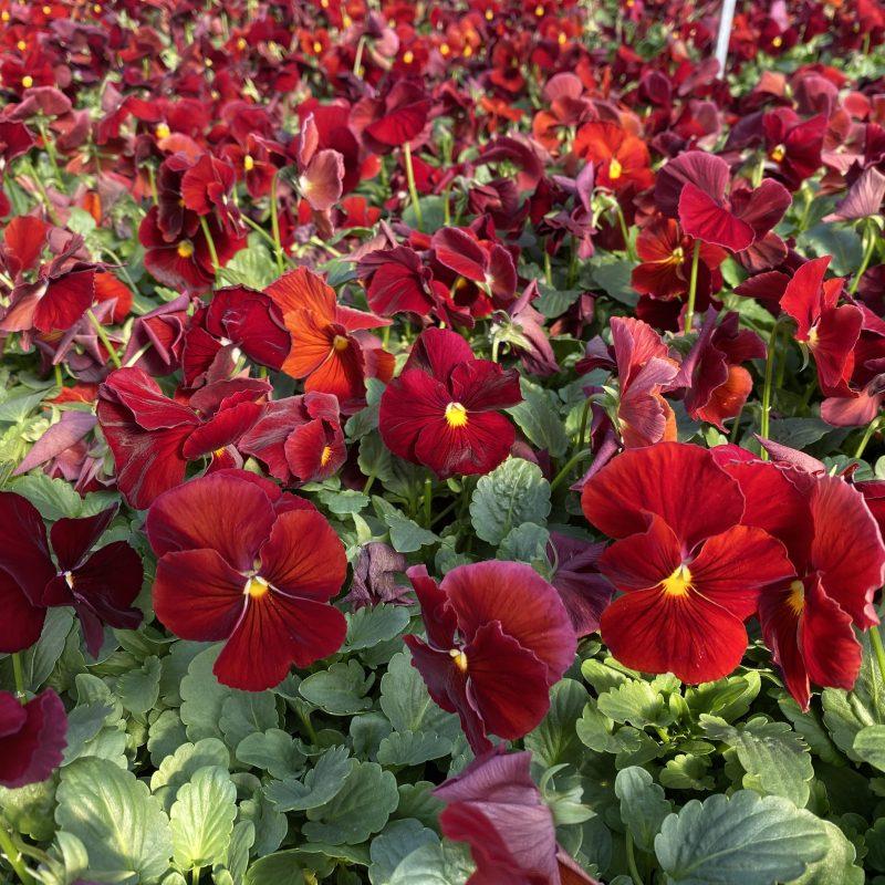 Pansy - Scarlet 