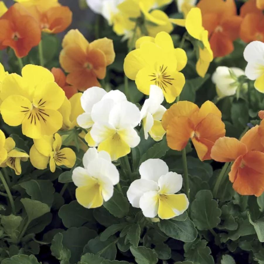 Viola - Citrus Mix 