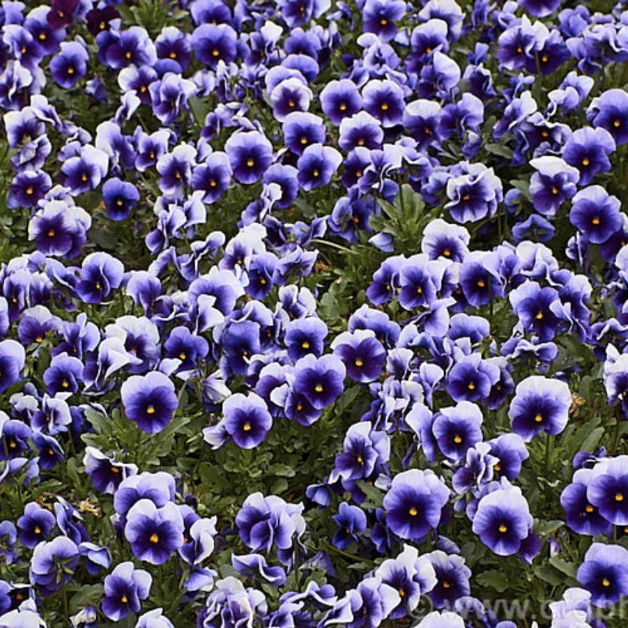 Viola - Beaconsfield 