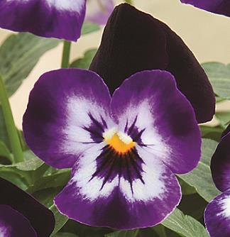 Viola 