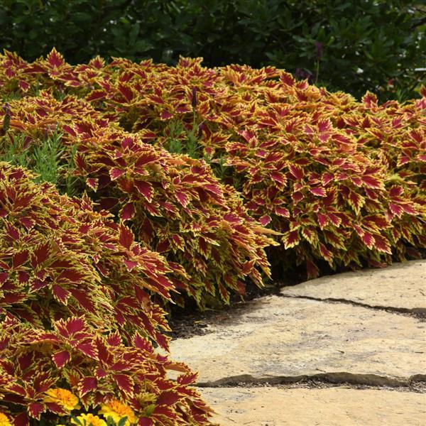 Coleus Flame Thrower Cajun Spice 