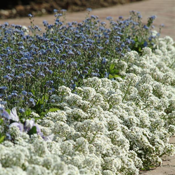 Alyssum Clear Crystal White 