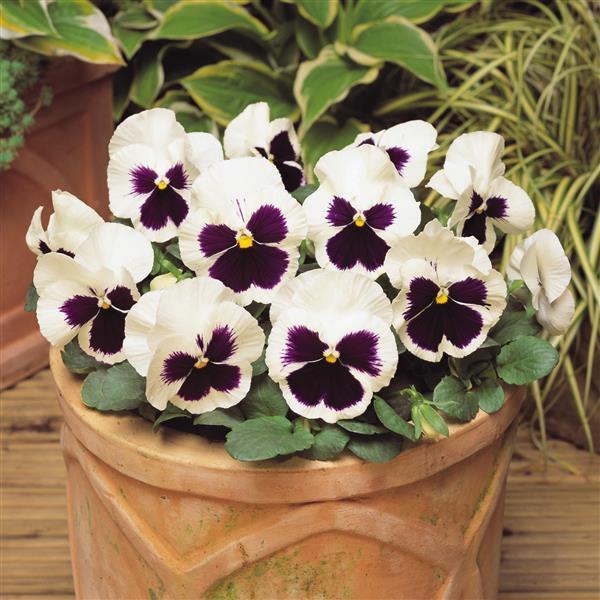 Pansy - White Blotch 