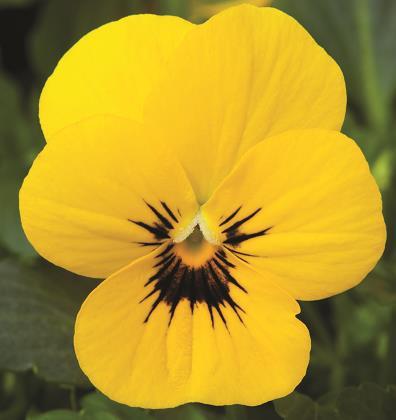 Viola 