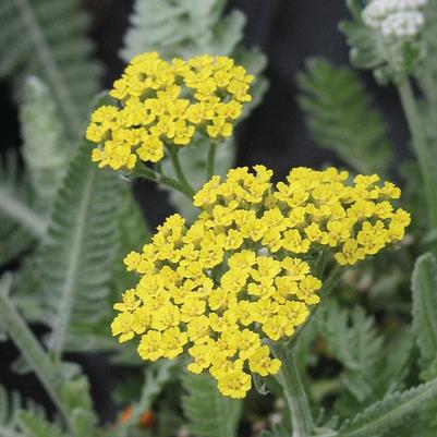 Achillea Moonshine Yellow 