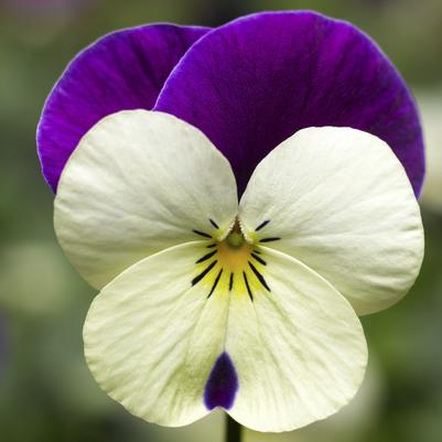Viola 