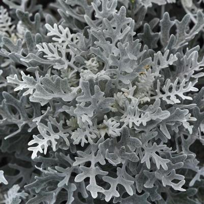 Dusty Miller Silver Dust 