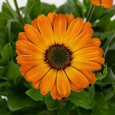 Osteospermum Margarita Orange 