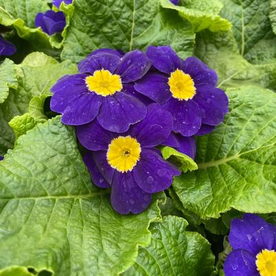 Primrose Danessa Blue 