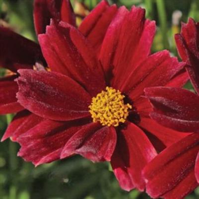 Coreopsis Lil Bang Red 