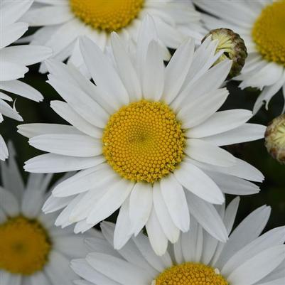 Leucanthemum Carpet Angel Daisy White 