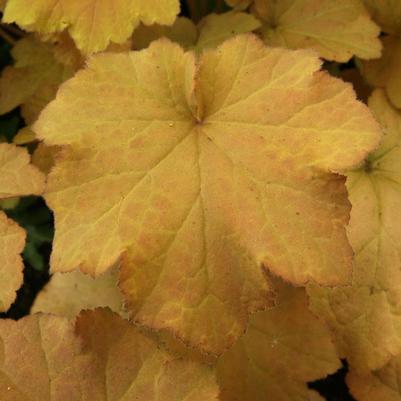 Heuchera Caramel 