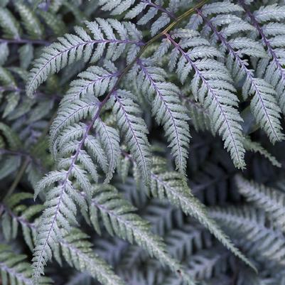 Fern Japanese Painted Silver Blue 