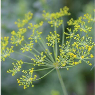 Dill Fernleaf 