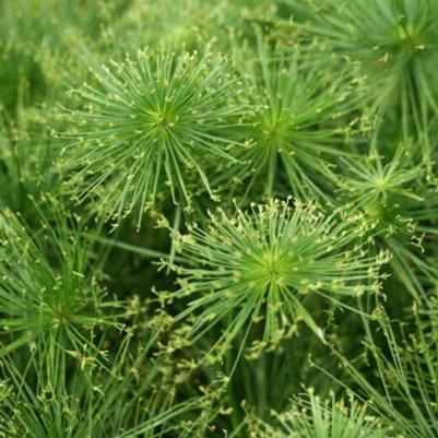 Cyperus Cleopatra 