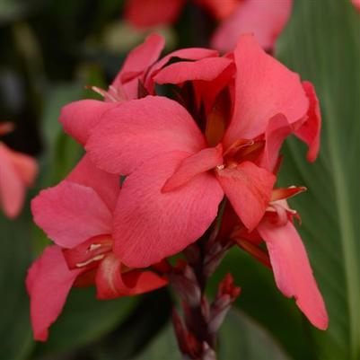 Canna Cannova Rose 