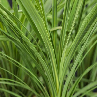 Dracaena Indivisia 