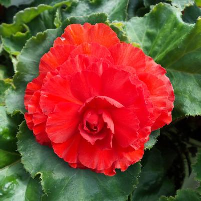 Begonia Tuberous Nonstop Mocha Orange 