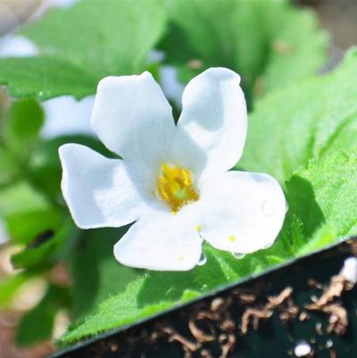 Bacopa Bahia White 