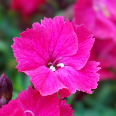 Dianthus Vivid Bright Lights Pink 