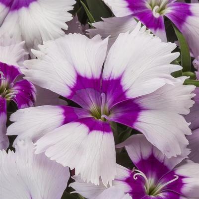 Dianthus Venti Parfait Blueberry Eye 