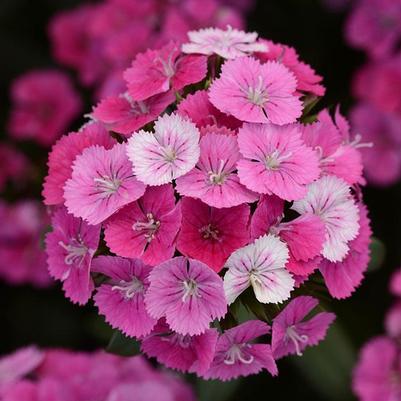 Dianthus Jolt Pink Magic 