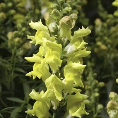 Snapdragon Snaptastic Yellow 