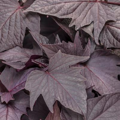 Ipomoea Sweet Caroline Bewitched after Midnight 