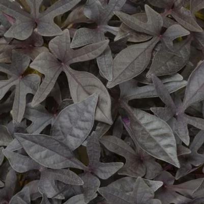 Ipomoea Sidekick Lime 