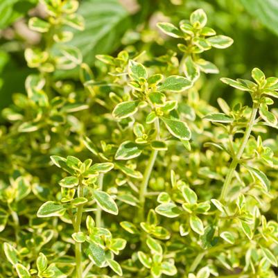 Thyme Lemon 