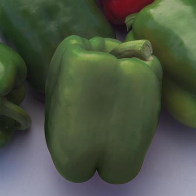 Pepper 