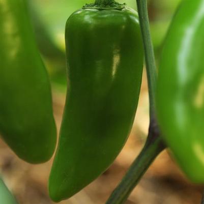 Pepper 