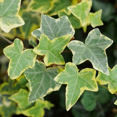 English Ivy Goldchild 