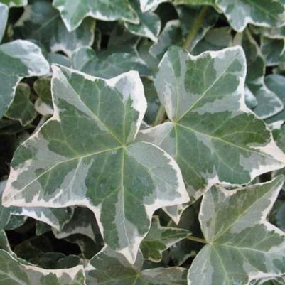 English Ivy Glacier 