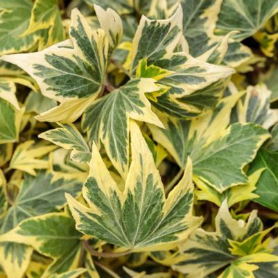 English Ivy Yellow Ripple Mutation 