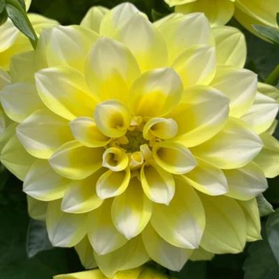 Dahlia Hypnotica Lemon Swirl 