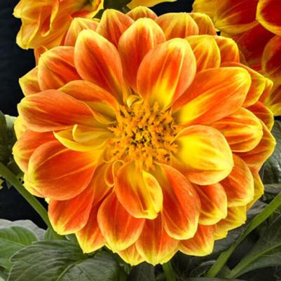 Dahlia Labella Medio Fun Orange Flame 