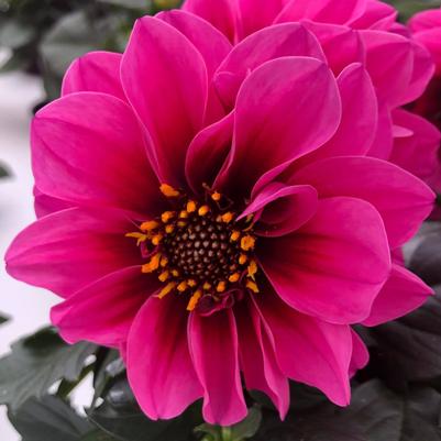 Dahlia Labella Medio Fun Pink Eye Imp. 