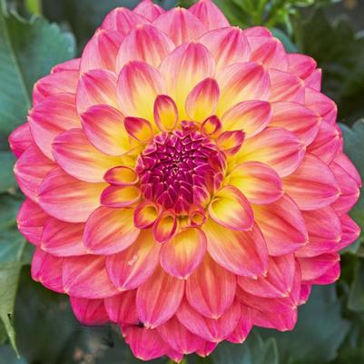 Dahlia Lubega Power Tropical Punch 