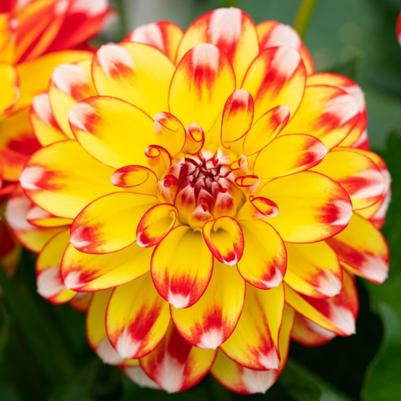 Dahlia Lubega Power Tricolor 