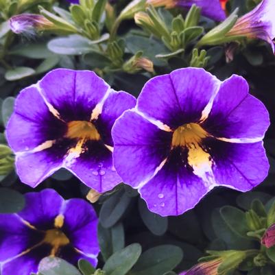 Calibrachoa Aloha Classic Tiki Dark Blue 