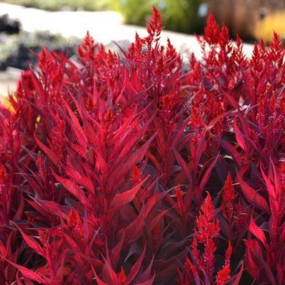 Celosia Dragon's Breath Red 