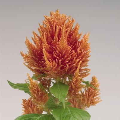 Celosia Fresh Look Orange 