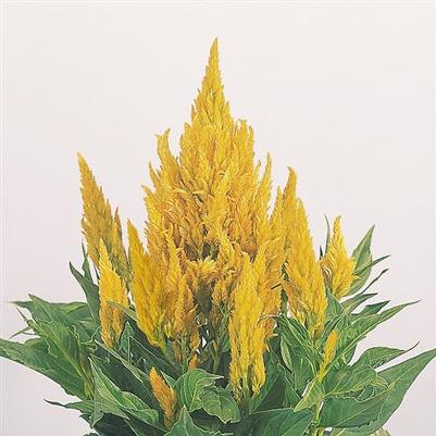 Celosia Fresh Look Yellow 