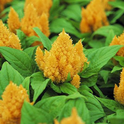 Celosia Glorious Yellow 